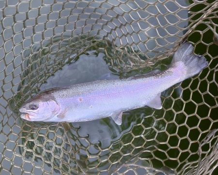 全面結氷！大安トラウトレイク